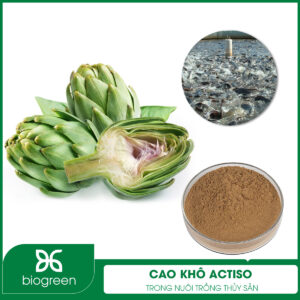 Cao khô actiso trong nuôi trồng thủy sản