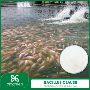 Bacillus clausii trong nuôi trồng thủy sản