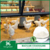 Bacillus coagulans trong chăn nuôi thú y