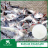 Bacillus coagulans trong nuôi trồng thủy sản