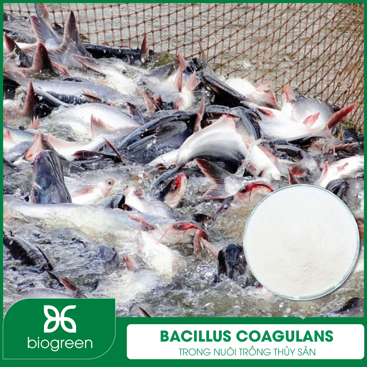 Bacillus coagulans trong nuôi trồng thủy sản