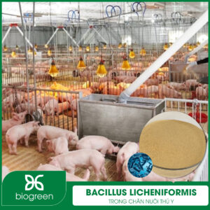 Bacillus licheniformis trong chăn nuôi thú y