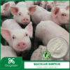 Bacillus subtilis trong chăn nuôi thú y
