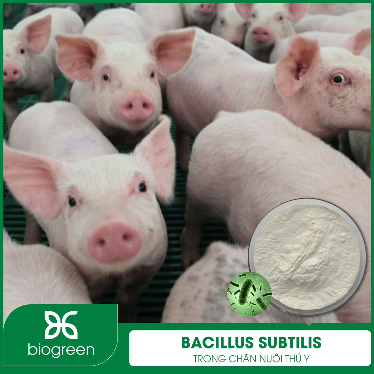 Bacillus subtilis trong chăn nuôi thú y