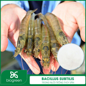 Bacillus subtilis trong nuôi trồng thủy sản