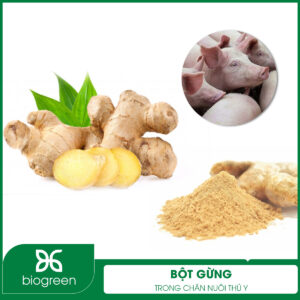 Bột gừng trong chăn nuôi thú y