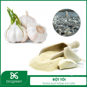 Bột tỏi trong nuôi trồng thủy sản