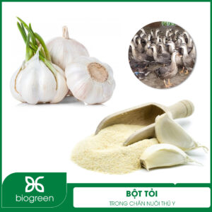 Bột tỏi trong nguyên liệu thú y