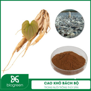 Cao khô bách bộ trong nuôi trồng thủy sản