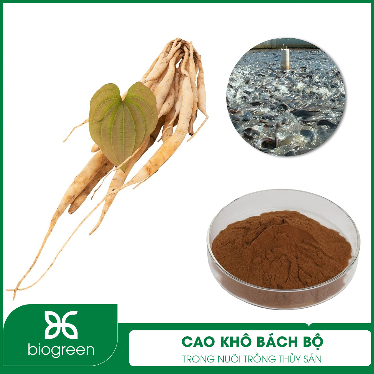 Cao khô bách bộ trong nuôi trồng thủy sản
