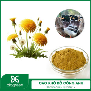 Cao khô bồ công anh trong chăn nuôi thú y