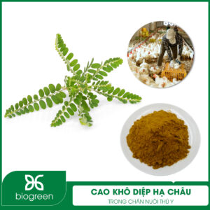 Cao khô diệp hạ châu trong chăn nuôi thú y