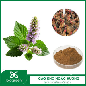 Cao khô hoắc hương trong chăn nuôi thú y