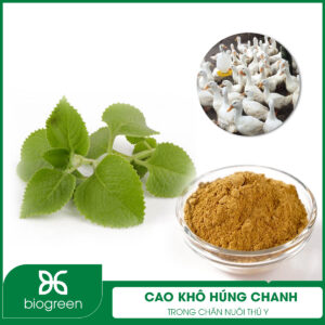 Cao khô húng chanh trong chăn nuôi thú y
