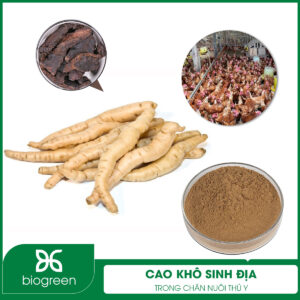 Cao khô sinh địa trong chăn nuôi thú y