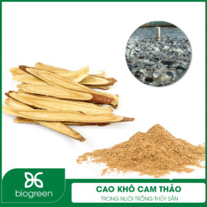 Cao khô cam thảo trong nuôi trồng thủy sản