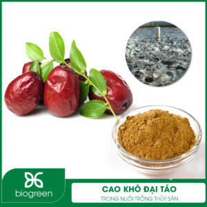 Cao khô đại táo trong nuôi trồng thủy sản