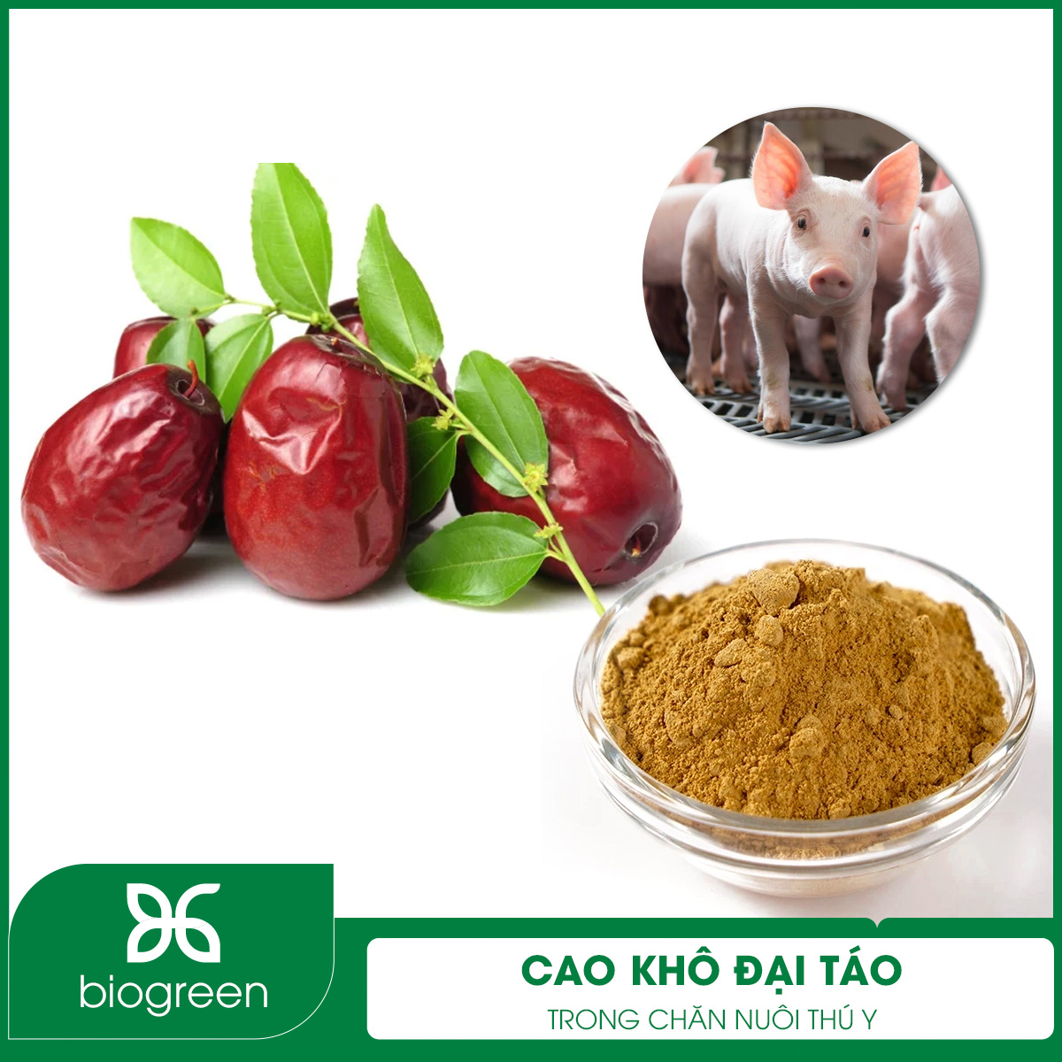 Cao khô đại táo trong chăn nuôi thú y