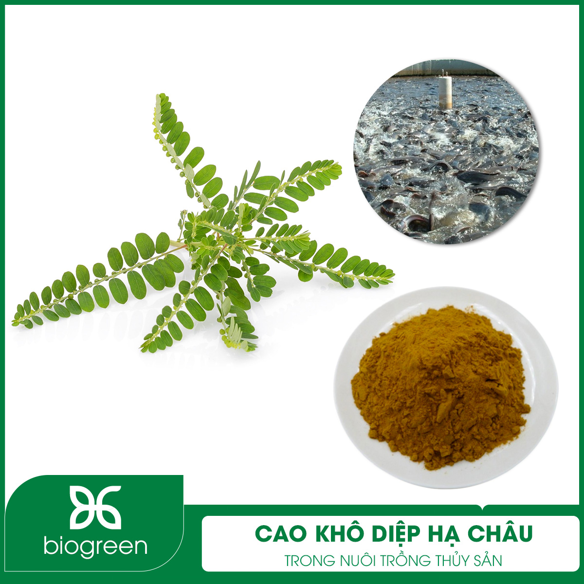 Cao khô diệp hạ châu trong nuôi trồng thủy sản