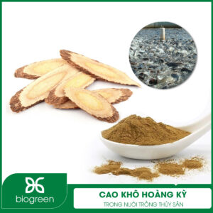 Cao khô hoàng kỳ trong nuôi trồng thủy sản