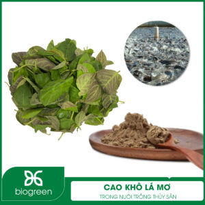 Cao khô lá mơ trong nuôi trồng thủy sản