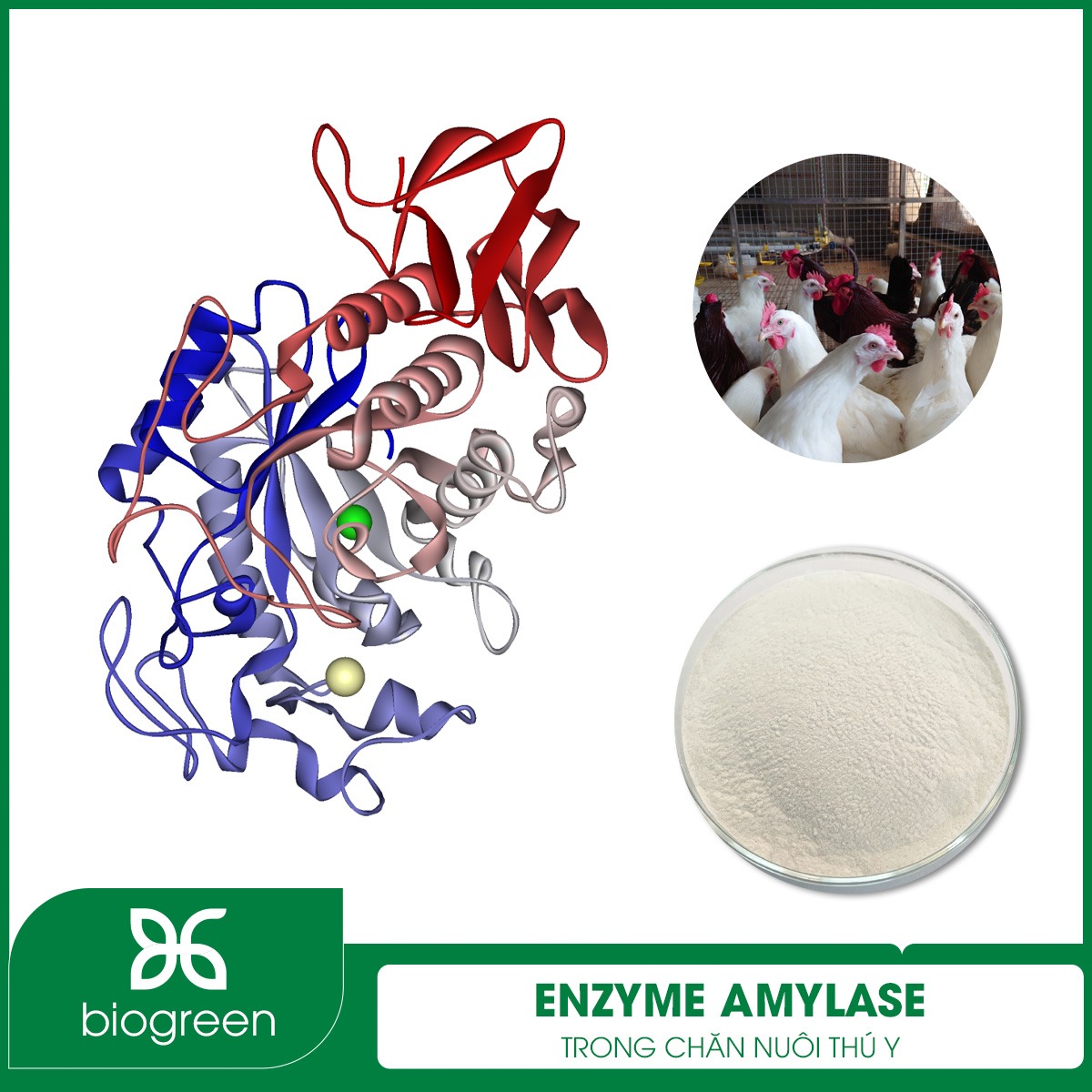 Enzyme Amylase trong chăn nuôi thú y
