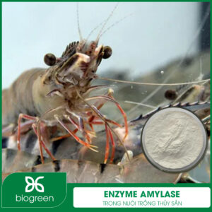 Enzyme Amylase trong Nuôi trồng thủy sản