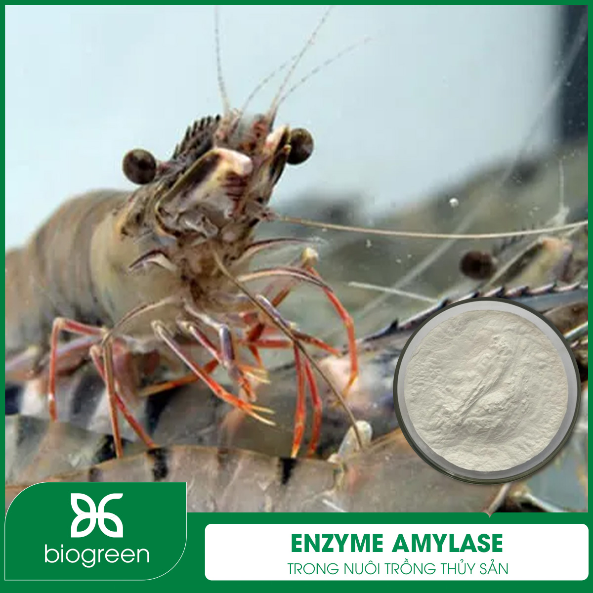 Enzyme Amylase trong Nuôi trồng thủy sản