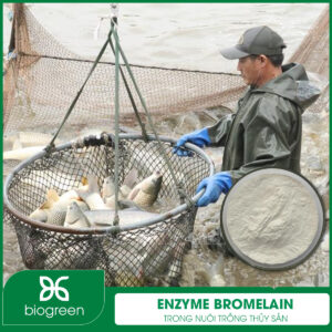 Enzyme Bromelain trong Nuôi trồng thủy sản