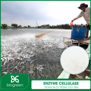 Enzyme Cellulase trong Nuôi trồng thủy sản
