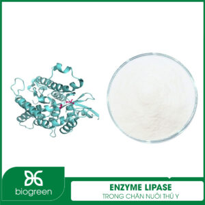 Enzyme Lipase trong Chăn nuôi thú y
