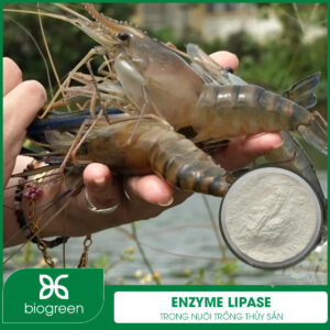 Enzyme Lipase trong Nuôi trồng thủy sản