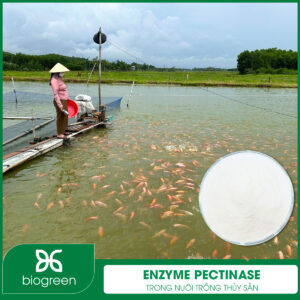 Enzyme Pectinase trong nuôi trồng thủy sản