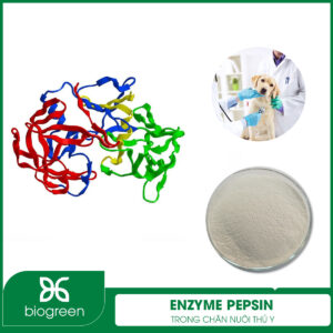 Enzyme Pepsin trong chăn nuôi thú y