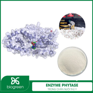 Enzyme Phytase trong chăn nuôi thú y