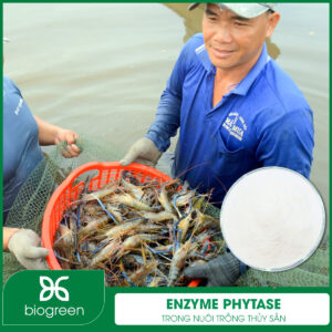 Enzyme Phytase trong Nuôi trồng thủy sản