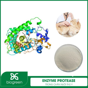 Enzyme Protease trong chăn nuôi thú y