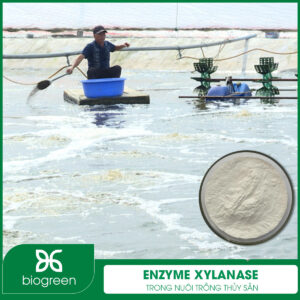 Enzyme Xylanase trong nuôi trồng thủy sản