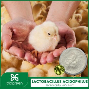 Lactobacillus acidophilus trong chăn nuôi thú y