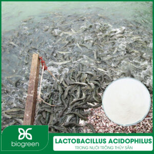 Lactobacillus acidophilus trong nuôi trồng thủy sản