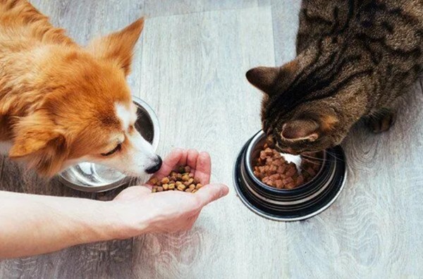 Beta glucan trong chăn nuôi: Lợi ích và ứng dụng thực tế 2