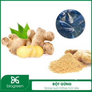 Bột gừng trong Nuôi trồng thủy sản