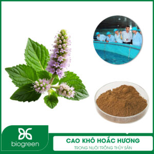 Cao khô Hoắc hương trong Nuôi trồng thủy sản