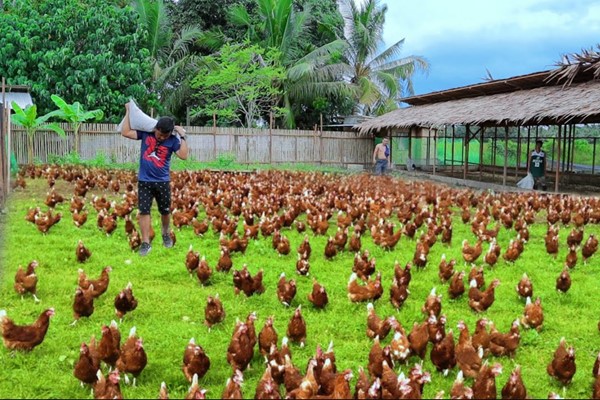 Chăn nuôi gà ta thả vườn: Hướng đi bền vững và hiệu quả cho nông hộ 3