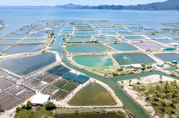 Nuôi trồng thủy sản nước lợ: Giải pháp phát triển bền vững và hiệu quả cao
