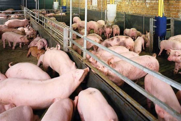 VietGAP trong chăn nuôi: Nâng tầm chất lượng nông sản 2
