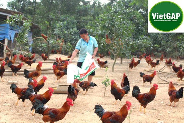 VietGAP trong chăn nuôi: Nâng tầm chất lượng nông sản 3