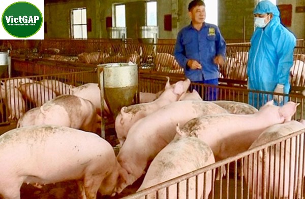 VietGAP trong chăn nuôi: Nâng tầm chất lượng nông sản 4