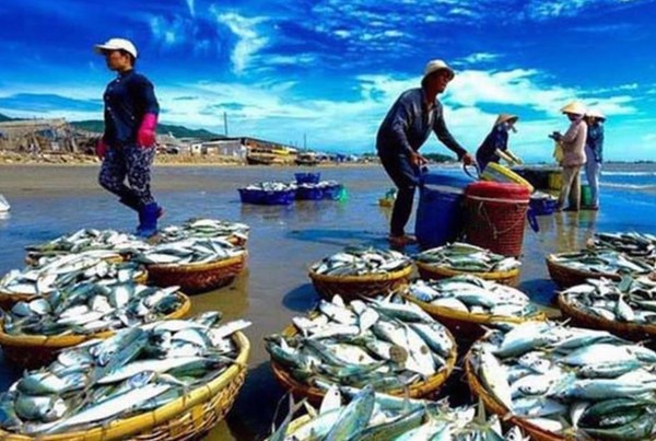 Bảo vệ và phát triển nguồn lợi thủy sản - Vì tương lai bền vững