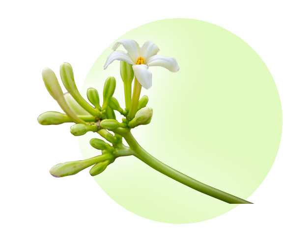 hoa đu đủ